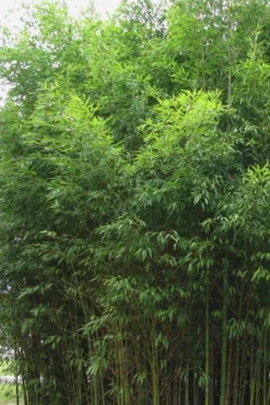 Flavescens Inversa Bamboo (Phyllostachys Aurea) - 3 Gallon Pot (4-6') -Plant Promotion Store Bamboo Flavescens Inversa 1
