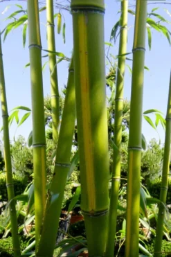 Flavescens Inversa Bamboo (Phyllostachys Aurea) - 3 Gallon Pot (4-6') -Plant Promotion Store Bamboo Flavescens Inversa 11 1