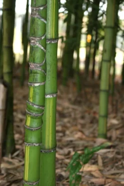 Flavescens Inversa Bamboo (Phyllostachys Aurea) - 3 Gallon Pot (2-4') 14 Flavescens Inversa Bamboo (Phyllostachys Aurea) - 3 Gallon Pot (2-4') -Plant Promotion Store Bamboo Flavescens Inversa 13
