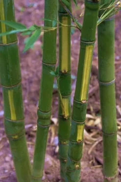 Plant Promotion Store 20 Flavescens Inversa Bamboo (Phyllostachys Aurea) - 3 Gallon Pot (2-4')