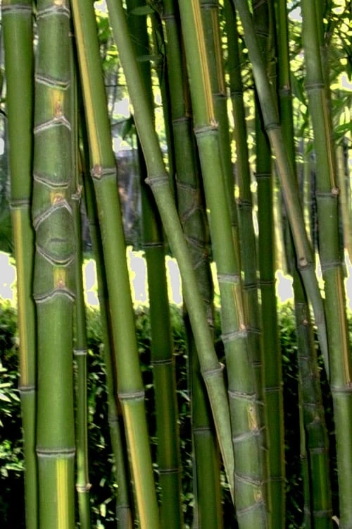 Flavescens Inversa Bamboo (Phyllostachys Aurea) - 3 Gallon Pot (2-4') 8 Flavescens Inversa Bamboo (Phyllostachys Aurea) - 3 Gallon Pot (2-4') - Image 8