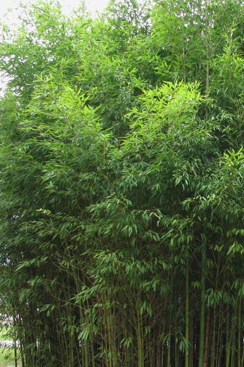 Flavescens Inversa Bamboo (Phyllostachys Aurea) - 3 Gallon Pot (2-4') 4 Flavescens Inversa Bamboo (Phyllostachys Aurea) - 3 Gallon Pot (2-4') - Image 4