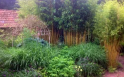 Gold Vivax Giant Timber Bamboo (Green Stripe Bamboo) - Phyllostachys Vivax 'Aureocaulis' - 3 Gallon Pot (4-6') -Plant Promotion Store Bamboo Gold Vivax 6