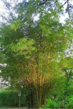 Golden Fishpole Bamboo - Phyllostachys Aurea - 3 Gallon Pot (4-6') -Plant Promotion Store Bamboo Golden 10