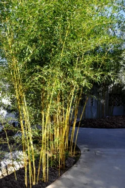 Golden Fishpole Bamboo - Phyllostachys Aurea - 3 Gallon Pot (4-6') -Plant Promotion Store Bamboo Golden 11