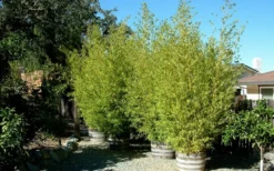 Golden Fishpole Bamboo - Phyllostachys Aurea - 3 Gallon Pot (4-6') -Plant Promotion Store Bamboo Golden 15