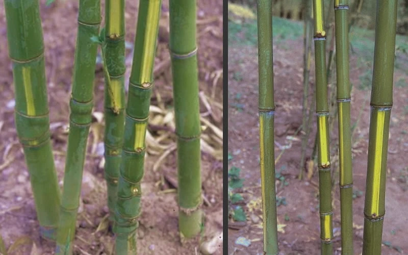 Flavescens Inversa Bamboo (Phyllostachys Aurea) - 3 Gallon Pot (2-4') 5 Flavescens Inversa Bamboo (Phyllostachys Aurea) - 3 Gallon Pot (2-4') - Image 5