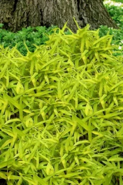 Plant Promotion Store 13 Dwarf Golden Leaf Bamboo - Pleioblastus Viridistriatus 'Chrysophyllus' - 1 Gallon Pot