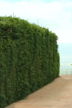 Graceful Bamboo (Slender Weavers) - Bambusa Textilis 'Gracilis' - 2 Gallon Pot -Plant Promotion Store Bamboo Graceful 1