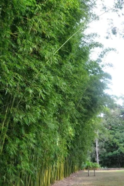 Graceful Bamboo (Slender Weavers) - Bambusa Textilis 'Gracilis' - 2 Gallon Pot -Plant Promotion Store Bamboo Graceful 9