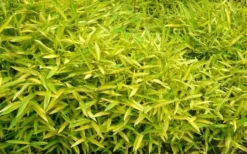 Dwarf Green Stripe Bamboo - Pleioblastus Viridistriatus - 2 Gallon Pot -Plant Promotion Store Bamboo Green Stripe 11