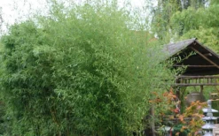 Humilis Hedge Bamboo - Phyllostachys Humilis - 2 Gallon Pot 11 Humilis Hedge Bamboo - Phyllostachys Humilis - 2 Gallon Pot -Plant Promotion Store Bamboo Humilis 1