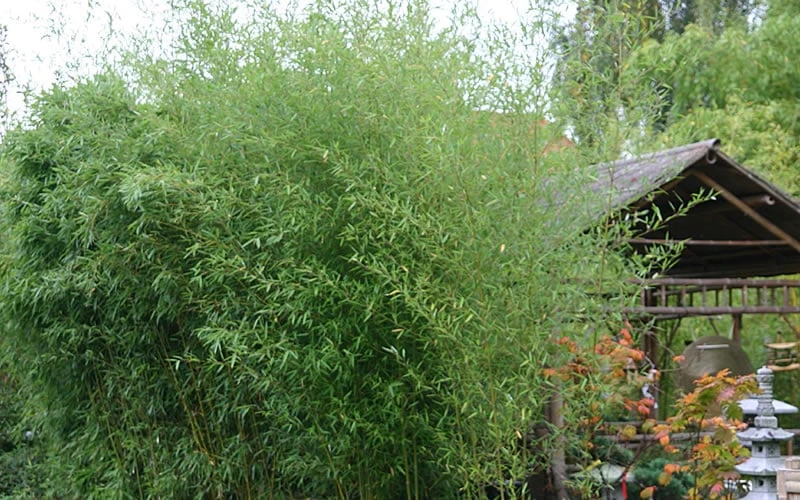 Humilis Hedge Bamboo - Phyllostachys Humilis - 2 Gallon Pot 4 Humilis Hedge Bamboo - Phyllostachys Humilis - 2 Gallon Pot - Image 4