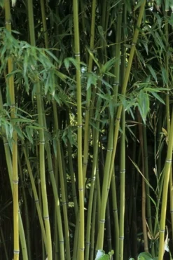 Humilis Hedge Bamboo - Phyllostachys Humilis - 2 Gallon Pot 15 Humilis Hedge Bamboo - Phyllostachys Humilis - 2 Gallon Pot -Plant Promotion Store Bamboo Humilis 11