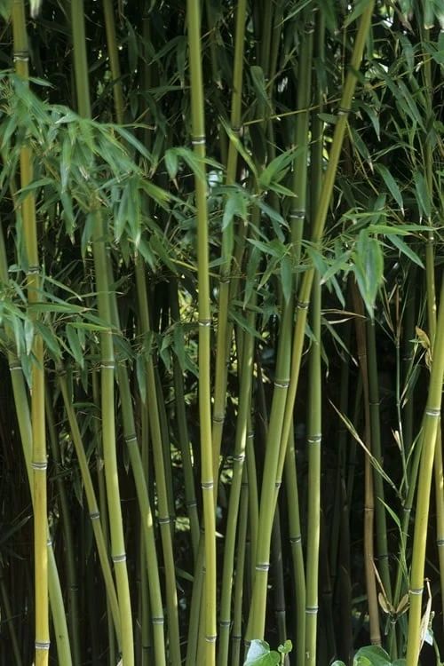 Humilis Hedge Bamboo - Phyllostachys Humilis - 2 Gallon Pot 8 Humilis Hedge Bamboo - Phyllostachys Humilis - 2 Gallon Pot - Image 8