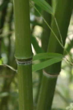 Humilis Hedge Bamboo - Phyllostachys Humilis - 2 Gallon Pot 13 Humilis Hedge Bamboo - Phyllostachys Humilis - 2 Gallon Pot -Plant Promotion Store Bamboo Humilis 5