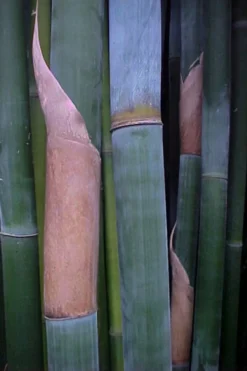 Giant Weavers Royal Bamboo (Wong Chuk) - Bambusa Textilis 'Kanapaha' - 3 Gallon Pot -Plant Promotion Store Bamboo Kanapaha 13