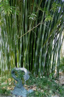 Giant Weavers Royal Bamboo (Wong Chuk) - Bambusa Textilis 'Kanapaha' - 3 Gallon Pot -Plant Promotion Store Bamboo Kanapaha 18