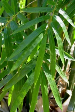 Giant Weavers Royal Bamboo (Wong Chuk) - Bambusa Textilis 'Kanapaha' - 3 Gallon Pot -Plant Promotion Store Bamboo Kanapaha 20