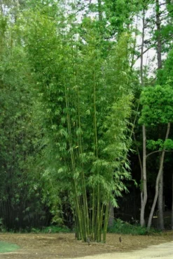 Giant Weavers Royal Bamboo (Wong Chuk) - Bambusa Textilis 'Kanapaha' - 3 Gallon Pot -Plant Promotion Store Bamboo Kanapaha 6