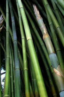 Giant Weavers Royal Bamboo (Wong Chuk) - Bambusa Textilis 'Kanapaha' - 3 Gallon Pot -Plant Promotion Store Bamboo Kanapaha 8