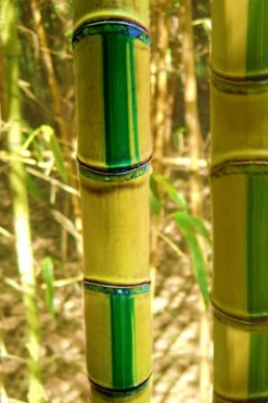 Plant Promotion Store 11 Koi Golden Bamboo (Phyllostachys Aurea 'Koi') - 3 Gallon Pot (2-4')