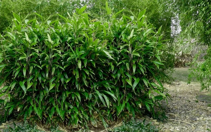 Latifolius Broadleaf Bamboo - Indocalamus Latifolius - 3 Gallon Pot 6 Latifolius Broadleaf Bamboo - Indocalamus Latifolius - 3 Gallon Pot - Image 6