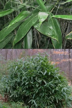 Latifolius Broadleaf Bamboo - Indocalamus Latifolius - 3 Gallon Pot 9 Latifolius Broadleaf Bamboo - Indocalamus Latifolius - 3 Gallon Pot -Plant Promotion Store Bamboo Latifolius 500x750 1