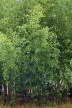 Spotted Leopard Bamboo - Phyllostachys Bambusoides 'Tanakae' - 3 Gallon Pot -Plant Promotion Store Bamboo Leopard 11