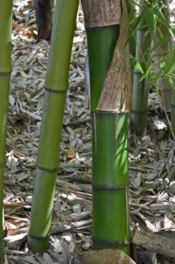 Madake Giant Japanese Timber Bamboo (Phyllostachys Bambusoides) - 3 Gallon Pot (4-6'+) -Plant Promotion Store Bamboo Madake 11 2