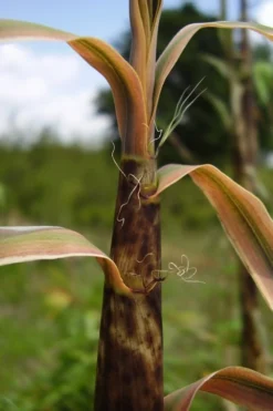 Madake Giant Japanese Timber Bamboo (Phyllostachys Bambusoides) - 3 Gallon Pot (2-4') 14 Madake Giant Japanese Timber Bamboo (Phyllostachys Bambusoides) - 3 Gallon Pot (2-4') -Plant Promotion Store Bamboo Madake 13 1