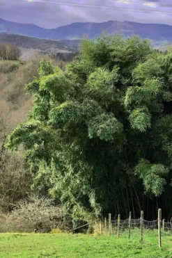 Madake Giant Japanese Timber Bamboo (Phyllostachys Bambusoides) - 2 Gallon Pot -Plant Promotion Store Bamboo Madake 14