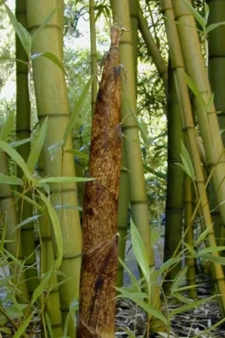 Plant Promotion Store 12 Madake Giant Japanese Timber Bamboo (Phyllostachys Bambusoides) - 3 Gallon Pot (2-4')