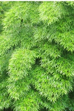 Moso Giant Bamboo (Phyllostachys Edulis 'Moso') - 3 Gallon Pot (4-6') -Plant Promotion Store Bamboo Moso 11