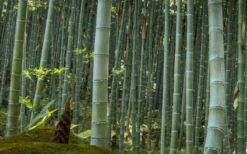 Moso Giant Bamboo (Phyllostachys Edulis 'Moso') - 3 Gallon Pot (4-6') -Plant Promotion Store Bamboo Moso 24