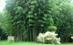 Moso Giant Bamboo (Phyllostachys Edulis 'Moso') - 3 Gallon Pot (4-6') -Plant Promotion Store Bamboo Moso 3