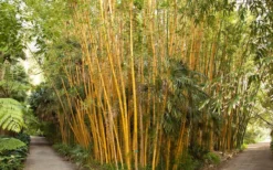 Robert Young Golden Bamboo (Phyllostachys Viridis 'Robert Young') - 3 Gallon Pot (4-6'+) 9 Robert Young Golden Bamboo (Phyllostachys Viridis 'Robert Young') - 3 Gallon Pot (4-6'+) -Plant Promotion Store Bamboo Robert Young 1 1