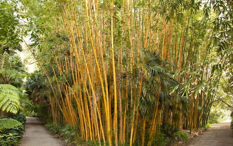 Robert Young Golden Bamboo - Phyllostachys Viridis 'Robert Young' - 3 Gallon Pot (2-4') 4 Robert Young Golden Bamboo - Phyllostachys Viridis 'Robert Young' - 3 Gallon Pot (2-4') - Image 4