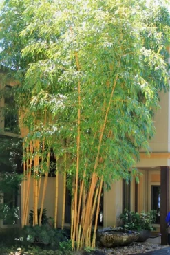 Plant Promotion Store 14 Robert Young Golden Bamboo - Phyllostachys Viridis 'Robert Young' - 3 Gallon Pot (2-4')