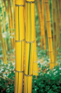 Robert Young Golden Bamboo - Phyllostachys Viridis 'Robert Young' - 3 Gallon Pot (2-4') 11 Robert Young Golden Bamboo - Phyllostachys Viridis 'Robert Young' - 3 Gallon Pot (2-4') -Plant Promotion Store Bamboo Robert Young 9