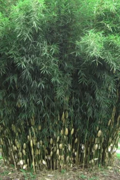 Robust Bamboo - Fargesia Robusta - 3 Gallon Pot -Plant Promotion Store Bamboo Robusta 1
