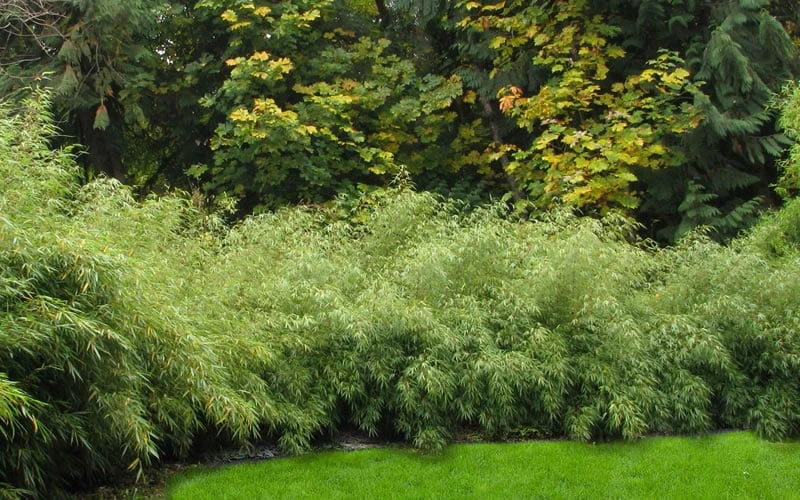 Dragons Head Bamboo (Fargesia Dracocephala 'Rufa') - 5 Gallon Pot 6 Dragons Head Bamboo (Fargesia Dracocephala 'Rufa') - 5 Gallon Pot - Image 6