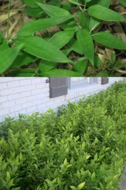 Ruscus Bamboo (Shibataea Kumasaca) - 1 Gallon Pot -Plant Promotion Store Bamboo Ruscus 500x750 1