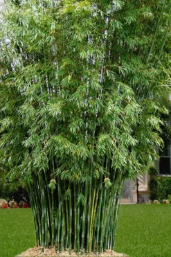Plant Promotion Store 15 Seabreeze Bamboo - Bambusa Malingensis - 3 Gallon Pot