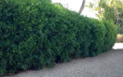 Seabreeze Bamboo - Bambusa Malingensis - 3 Gallon Pot -Plant Promotion Store Bamboo Seabreeze 3