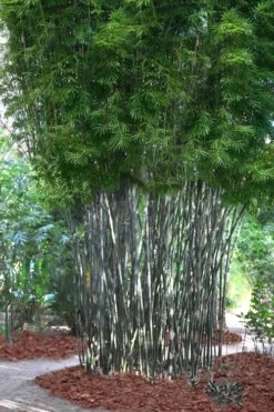 Silk Bamboo - Bambusa Textilis 'Glabra' - 2 Gallon Pot -Plant Promotion Store Bamboo Silk 5