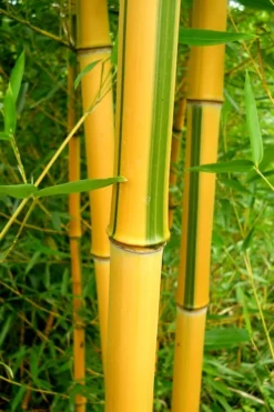 Green Groove Golden Bamboo - Phyllostachys Aureosulcata 'Spectabilis' - 3 Gallon Pot (2-4') -Plant Promotion Store Bamboo Spectabilis 13 1