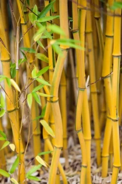 Green Groove Golden Bamboo - Phyllostachys Aureosulcata 'Spectabilis' - 3 Gallon Pot (4-6') -Plant Promotion Store Bamboo Spectabilis 17
