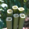 Square Stem Bamboo (Chimonobambusa Quadrangularis) - 3 Gallon Pot (2-4')