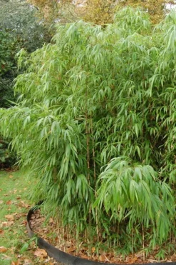 Square Stem Bamboo (Chimonobambusa Quadrangularis) - 3 Gallon Pot (2-4') -Plant Promotion Store Bamboo Square 2